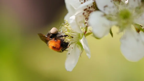 Bee pollinerar körsbär blommor närbild — Stockfoto