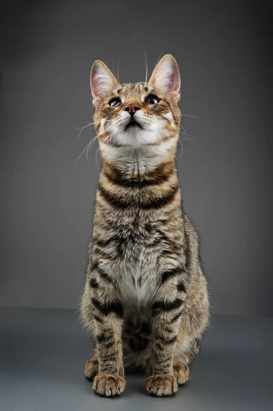 Tatlı çizgili Tabby yavru kedi — Stok fotoğraf