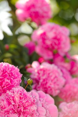 Beautiful Pink Peony Flowers in the Garden clipart