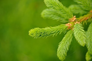 Ladin ağacı dalı yeni yeşil iğne ile