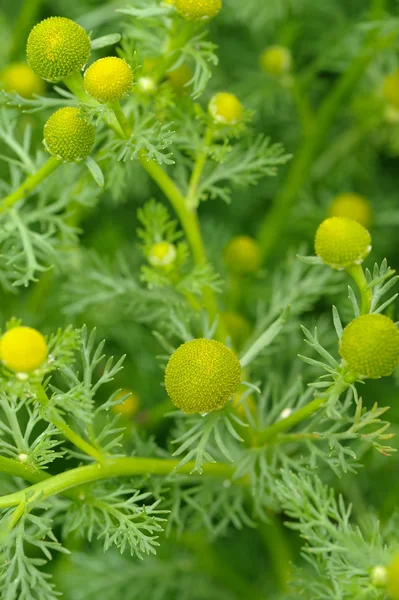 Vild kamomill (Pineappleweed) närbild — Stockfoto