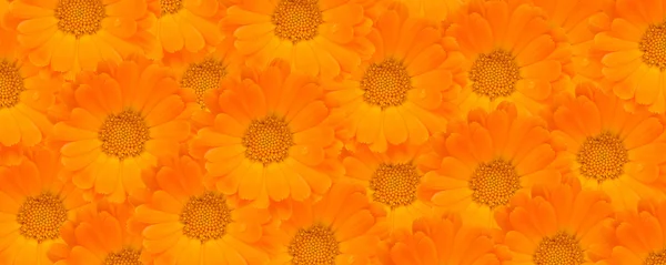 Calendula çiçek arka plan — Stok fotoğraf