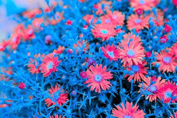 Kreative New-York-Aster-Blüten mit blauen Blättern — Stockfoto