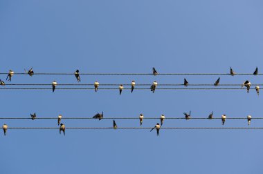 Kırlangıçlar güç hatları 