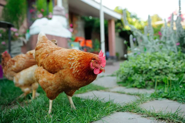 Galline rosse che camminano nel cortile — Foto Stock