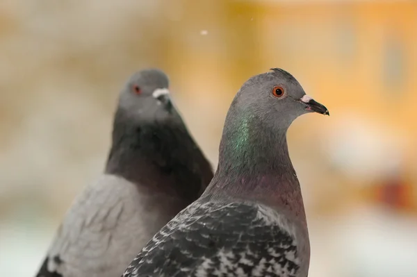 Pigeons Close-Up — Stock Photo, Image