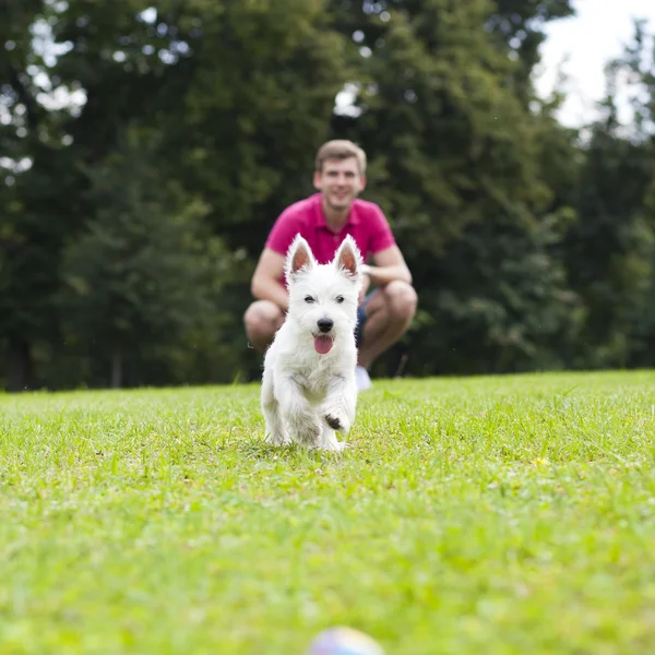 Młody człowiek bawiący się z psem w parku — Zdjęcie stockowe