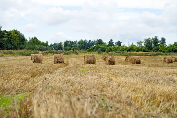 Haystacks hasat sonra tahıl alanda — Stok fotoğraf