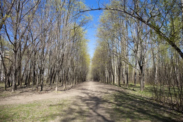 Chodnik Lane ścieżki w lesie, wiosna — Zdjęcie stockowe