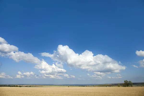 Gouden tarweveld en blauwe hemel met wolken — Stockfoto