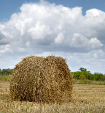 Haystacks on the grain field after harvesting  clipart