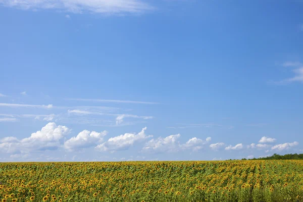 Girassóis no céu azul — Fotografia de Stock