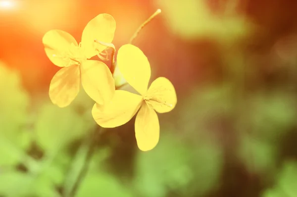 Background with yellow flowers — Stock Photo, Image