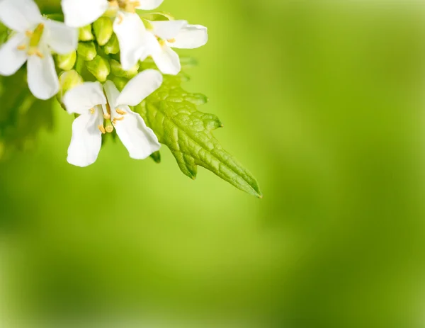 Красиві білі квіти кордону — стокове фото