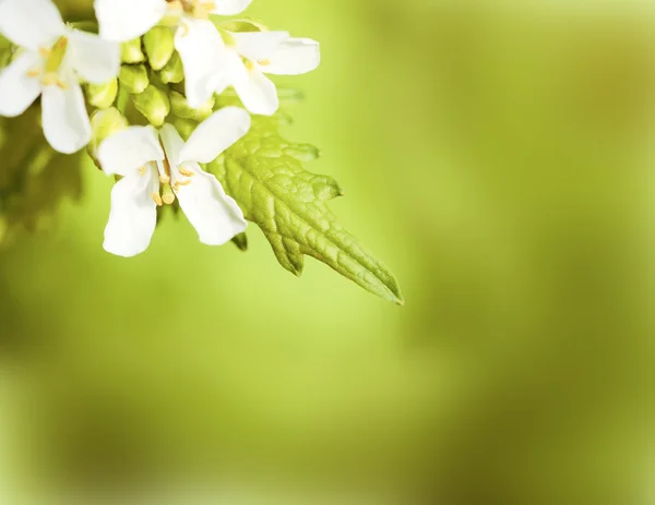 Krásné bílé květy hranice — Stock fotografie