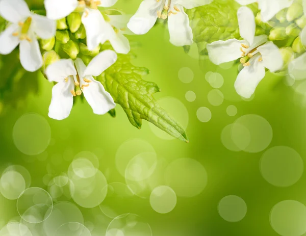 Krásné bílé květy hranice — Stock fotografie