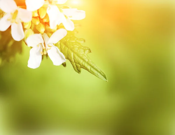 Beautiful White Flowers — Stock Photo, Image