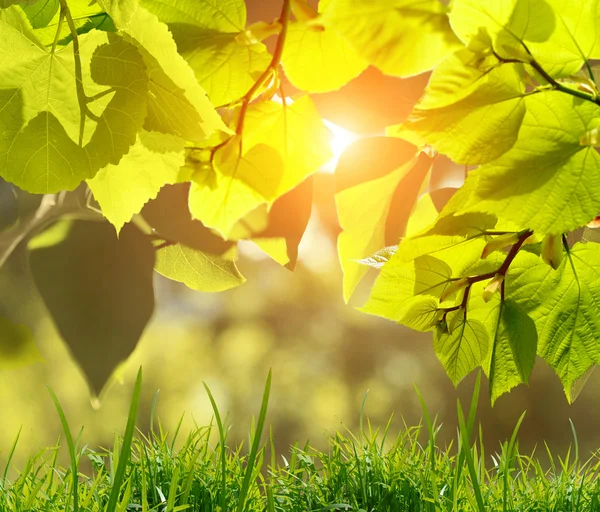 Naturgrüner Hintergrund — Stockfoto