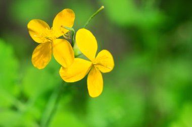  Güzel sarı çiçekler