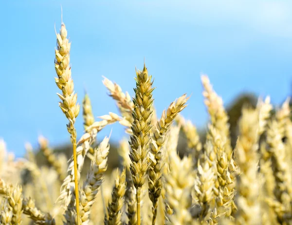 Yellow spikelets on the field — Stock Photo, Image