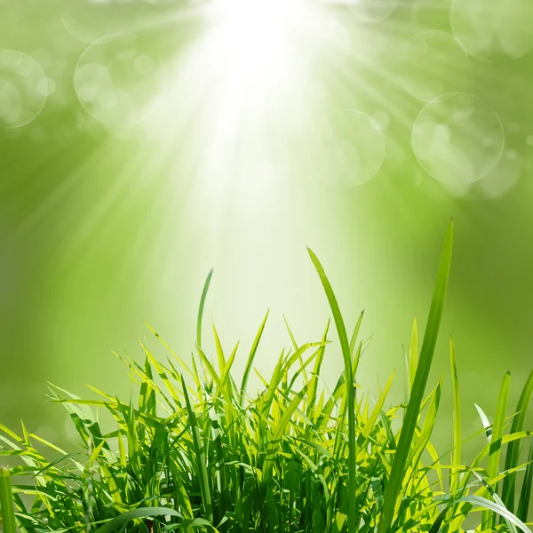 Groene natuur achtergrond op zomer — Stockfoto