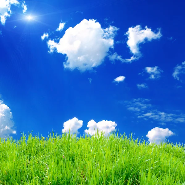 Hierba verde en el campo con cielo —  Fotos de Stock