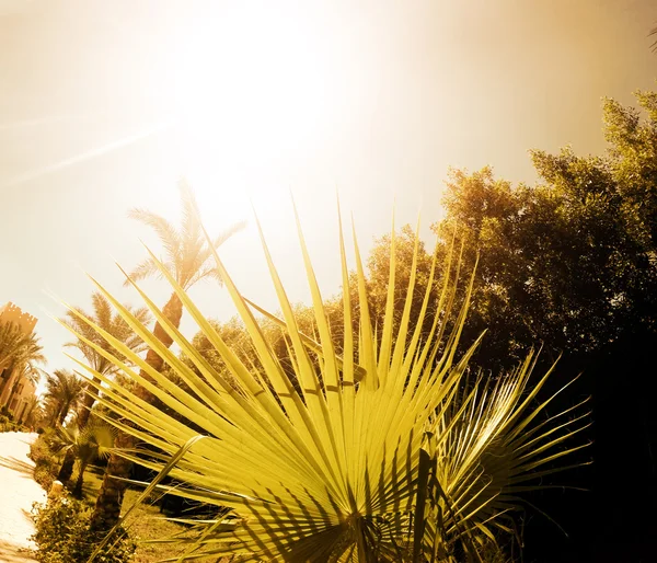 Pôr do sol sobre a praia tropical — Fotografia de Stock