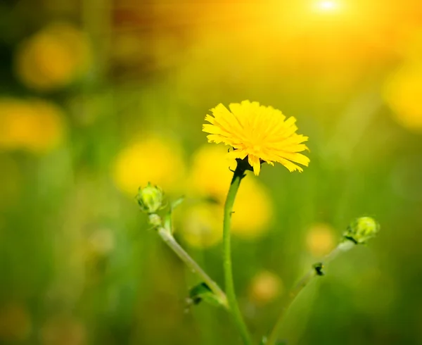 Flores amarillas sobre el fondo verde — Foto de Stock
