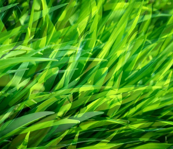Естественный фон с красивой травой — стоковое фото