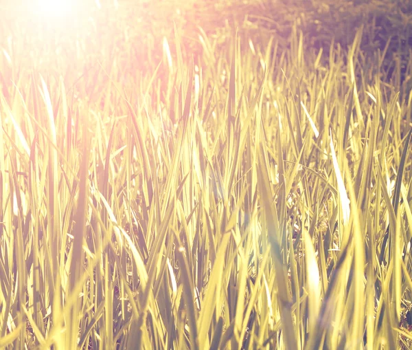 Natuurlijke achtergronden met schoonheid bokeh — Stockfoto