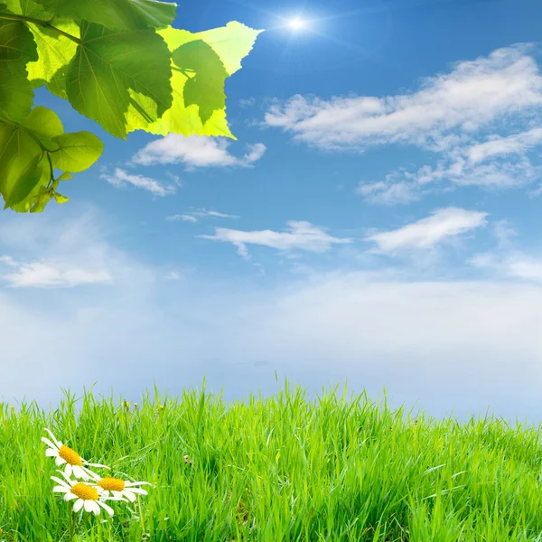 Grama verde no campo com céu — Fotografia de Stock