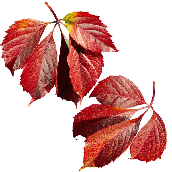 Düşen sonbahar kart leafs