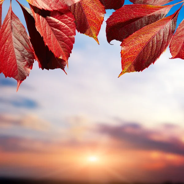 Colored falling leafs — Stock Photo, Image