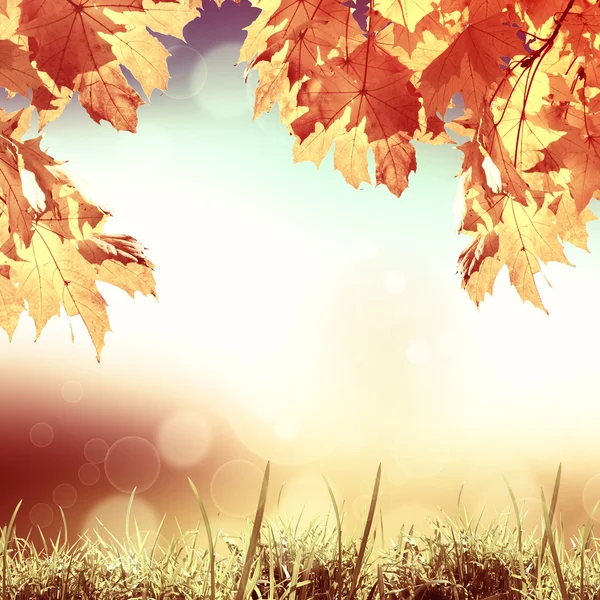 Kolorowe liście w jesiennym parku — Zdjęcie stockowe
