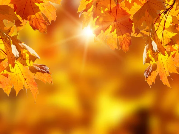Gevallen bladeren in de herfst bos — Stockfoto