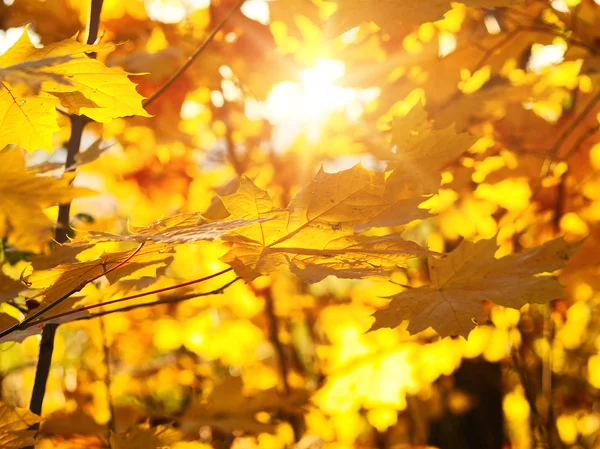 Feuilles tombées dans la forêt d'automne — Photo