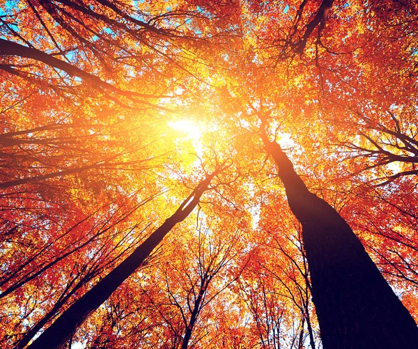 Foglie cadute nella foresta autunnale — Foto Stock