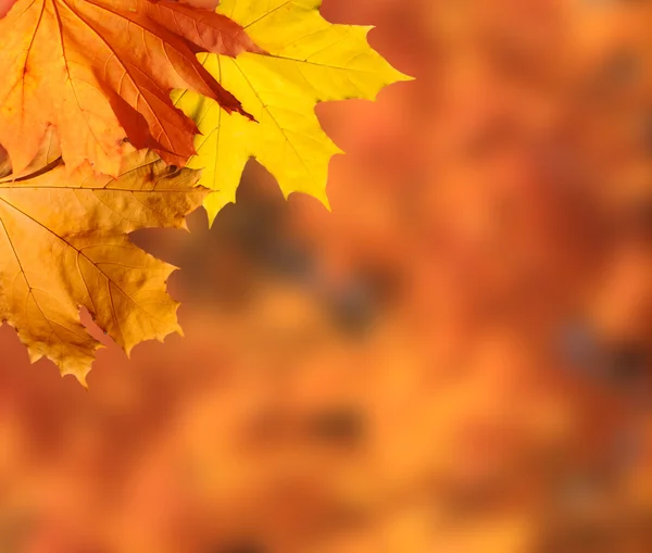 Herbstholz wird gezeigt — Stockfoto