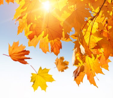 Turuncu ve kırmızı sonbahar yaprakları