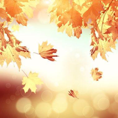 Sonbahar yaprakları ve yeşil çimenler