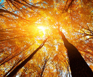 Ağaçları turuncu yaprak ile