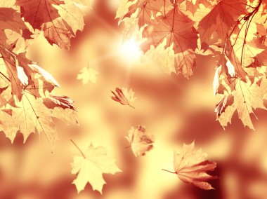 Sonbahar ormandaki düşen yapraklar