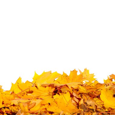 Renkli sonbahar yeşillik çerçeve