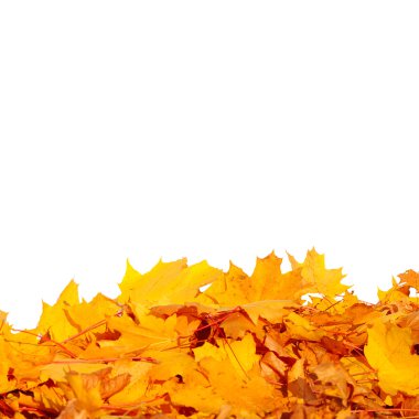 Renkli sonbahar yeşillik çerçeve