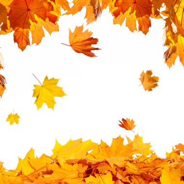 Sonbahar meşe yaprakları