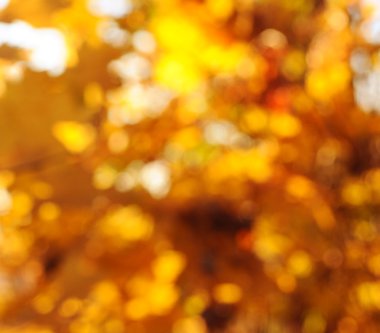 sonbahar ağaç ve yaprak