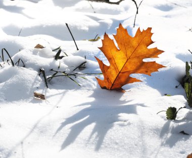 Kar üzerinde kuru yaprak