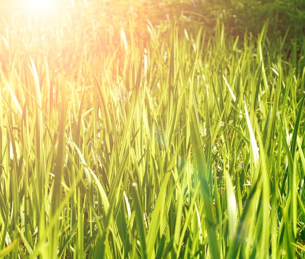 Groen gras en zonlicht — Stockfoto