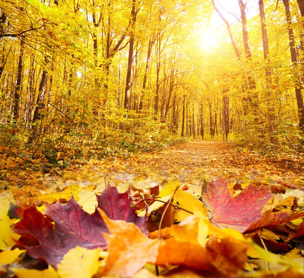 Árboles de otoño y hojas —  Fotos de Stock