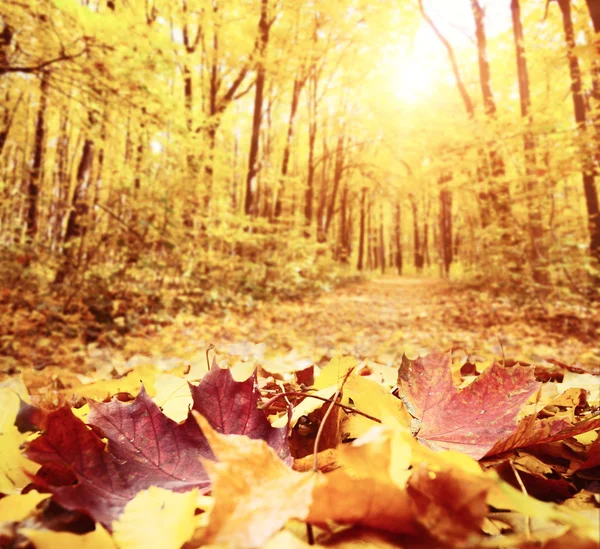 Autumn Trees and Leaves — Stock Photo, Image